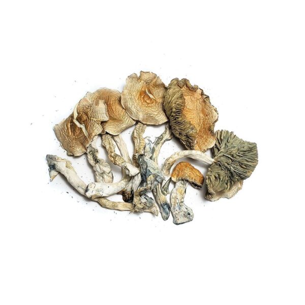 Golden Teacher | Psilocybin Mushroom | (Top Tier Quality)