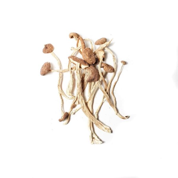 Big Mexican | Psilocybin Mushroom
