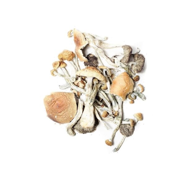 Penis Envy 6 | Psilocybin Mushroom